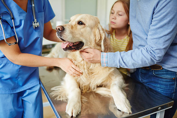 Cute pet Owners bringing their pet to veterinarian animal hospital photos stock pictures, royalty-free photos & images