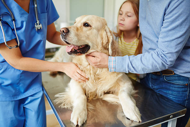 ładny pet - veterinary medicine zdjęcia i obrazy z banku zdjęć