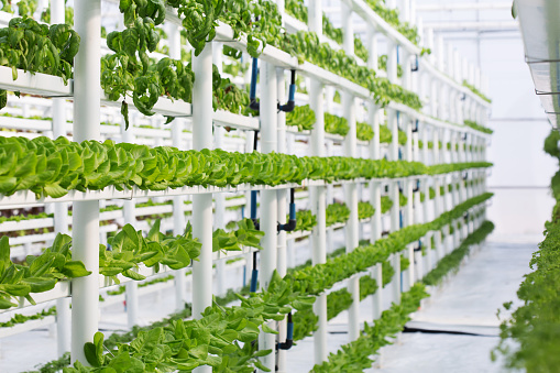 A vertical indoor hydroponic vegetable farm, growing many rows of butter lettuce, basil, mint and other herbs. This is a modern and space- as well as water-efficient way of producing food in a soilless manner.