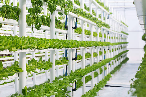 hydroponic butter lettuce farm - hydroponics imagens e fotografias de stock