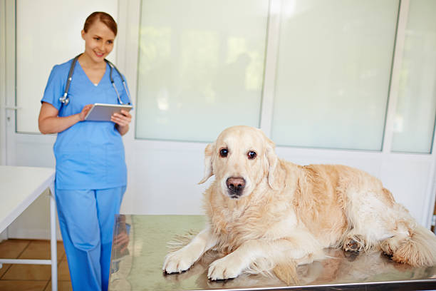 istock Dog in vet clinic 579248670