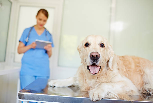 istock Pet in veterinary clinic 579248726