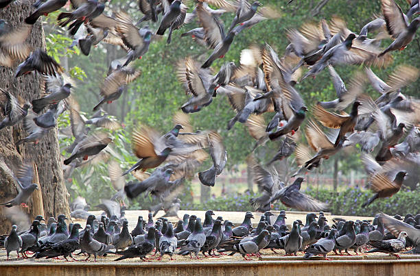 istock Flocks of Pigeons in Flight and Standing 579249022