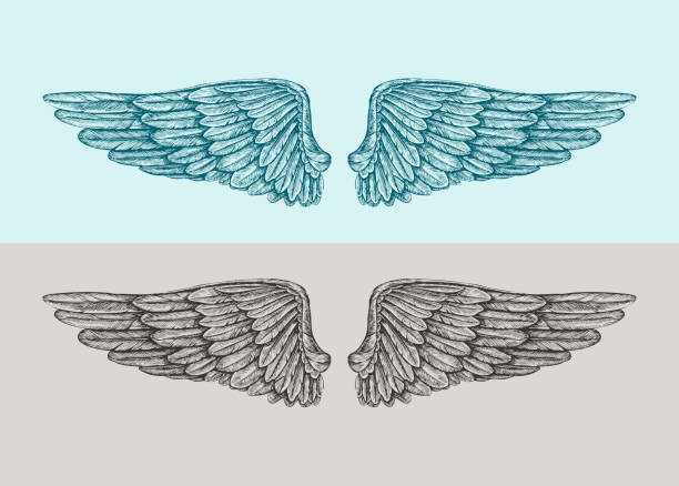 stockillustraties, clipart, cartoons en iconen met hand drawn vintage angel wings. sketch vector illustration - serafijn