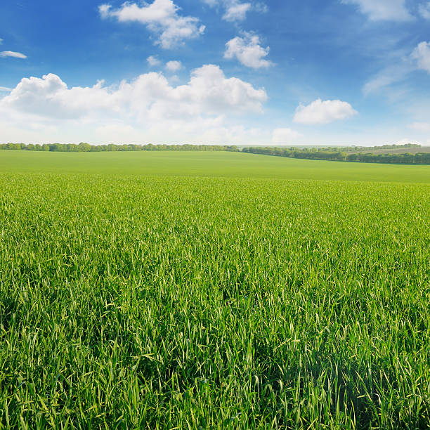 istock green field and sky with clouds 579251032