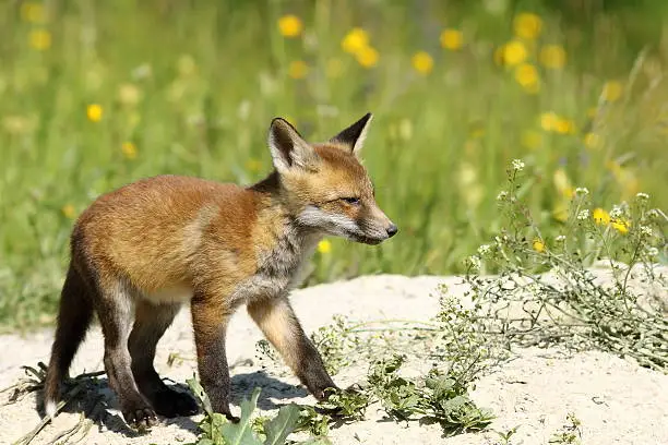 cute young red fox on sand dunes ( Vulpes vulpes )