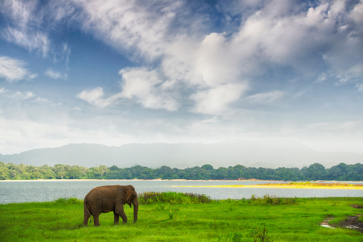 Minneriya National Park is in North Central Province of Sri Lanka.