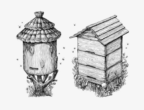 hölzerne bienenstöcke. hand gezeichnete skizze imkerei, honig, bienen. vektor-illustration - honeyed stock-grafiken, -clipart, -cartoons und -symbole