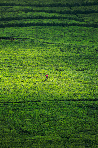 Situated at around 2000m above sea level and surrounded by lush tea plantations Nuwara Eliya is the heart of the tea industry. The climate, geography and geology of the Sri Lankan Highlands is ideal for tea cultivation but it is very labour intensive. In this Image; Tamil, Sri Lankan, female workers picking tea bush tips to make ceylon tea. When the workers bags are full with fresh picked tea bush tips they are sent to the wholesaler. The tea pickers can get an hour lunch break and a half hour tea break in the day which starts at 7.30am, an hour after dawn. It is very hard work. Some of the tea plantations are just under 7,000 feet high.