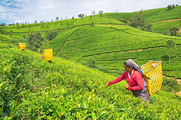 hembra trabajador en plantaciones de té de sri lanka - sri lanka fotografías e imágenes de stock