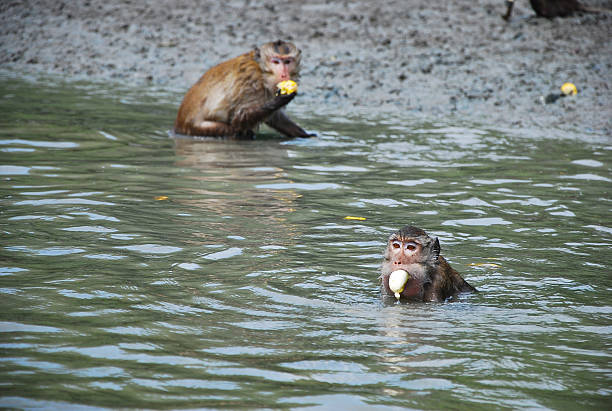 istock the monkey are eat banana in river 579254008