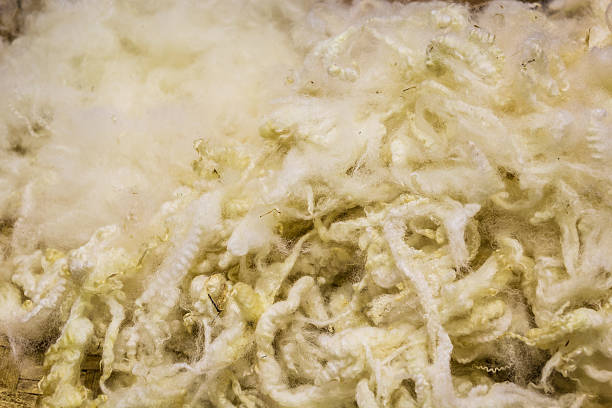 istock Close up shot a golden Fleece 579254074