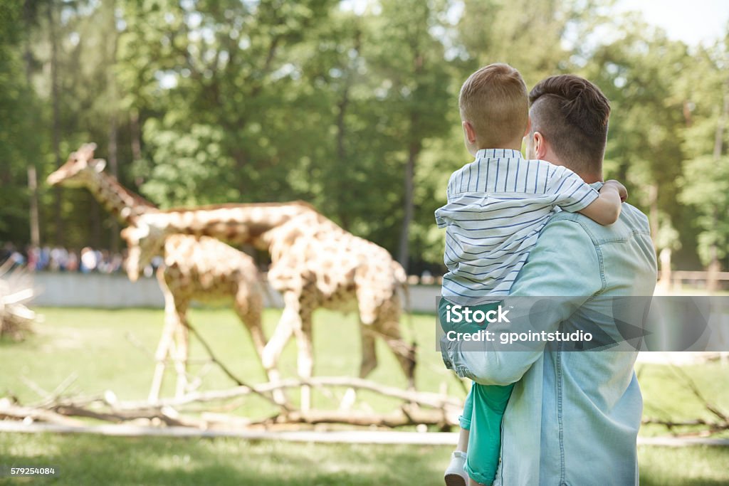 Guardando la famiglia di giraffe allo zoo - Foto stock royalty-free di Zoo - Struttura con animali in cattività