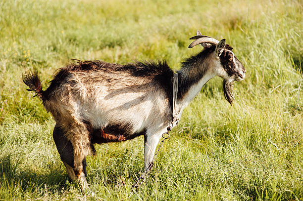 istock brown rustic goat in the pasture. 579254818