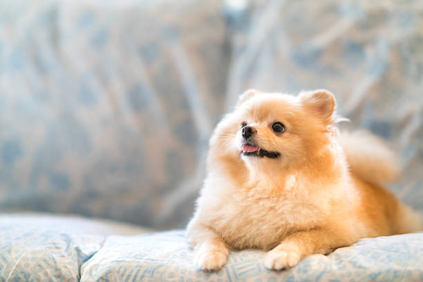 Cute pomeranian dog smiling on the sofa, looking upward Cute pomeranian dog smiling on the sofa, looking upward to copy space pomeranian stock pictures, royalty-free photos & images