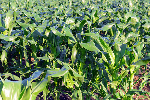 istock Corn plants, a staple food of the world 579257148