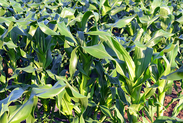 Corn plants, a staple food of the world