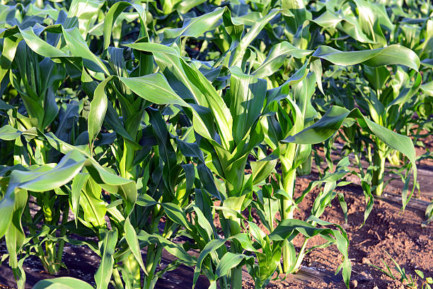 istock Corn plants, a staple food of the world 579257276