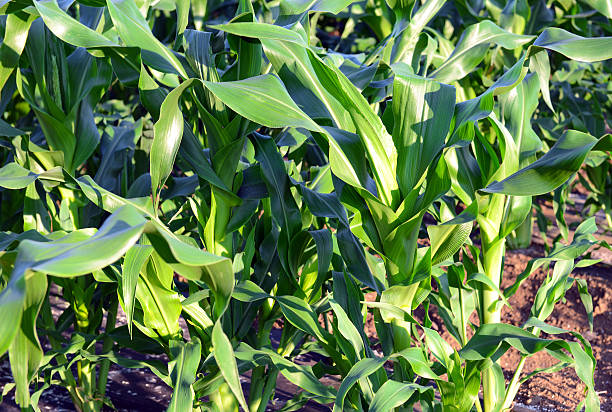istock Corn plants, a staple food of the world 579257326
