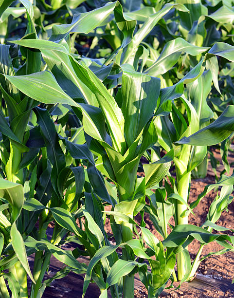 istock Corn plants, a staple food of the world 579257362