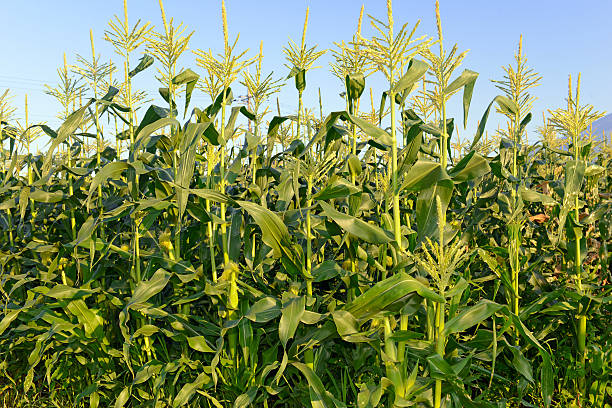 Biogas plant behind a corn field. Selective focus on thecorn. Selective focus on the corn.