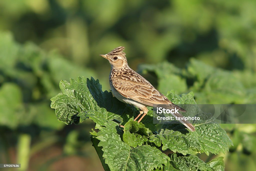 eurasian skylark Alauda arvensis - eurasian skylark Skylark - Bird Stock Photo