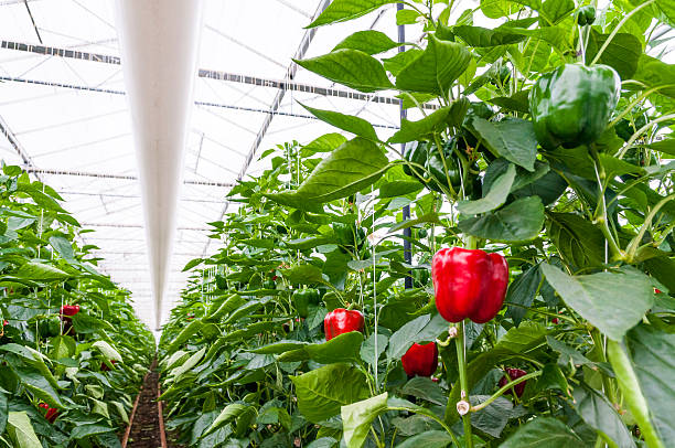 kuvapankkikuvat ja rojaltivapaat kuvat aiheesta paprika tai capsicum kasvaa kasvihuoneessa - pepper plant