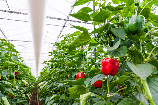 Red paprika growing on a paprika plant in a greenhouse. Bell pepper, also known as sweet pepper or a pepper and a capsicum.