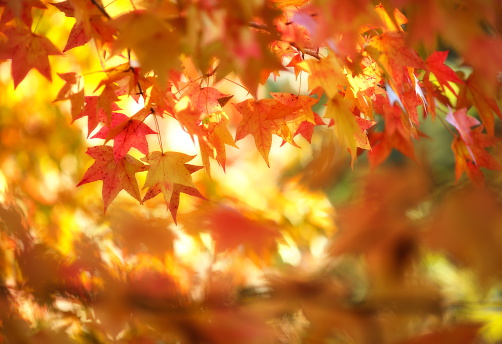 Autumn colored maple leaf.