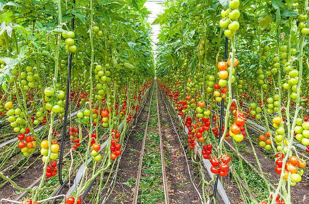 istock Tomato growing in a greenhouse 579258394