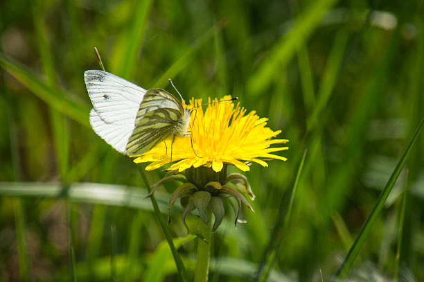 A white butterfly feeding from a dandelion on a sunny day.