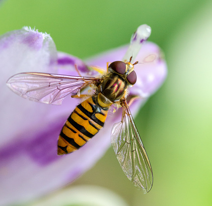 Extreme close up of a Hoverfly on a grass stem.