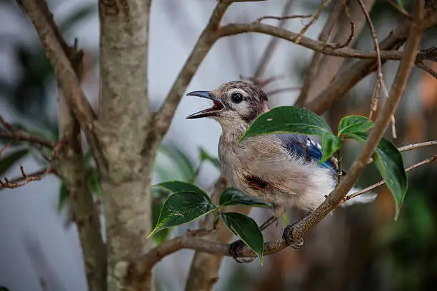 Injured bluejay chick resting and recovering on a tree branch