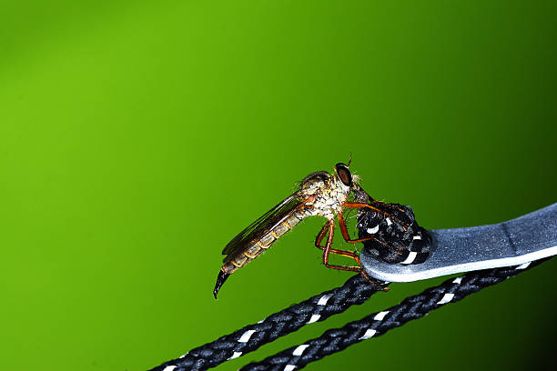 istock Close up of robber fly (Asilidae) or assassin fly 579262932