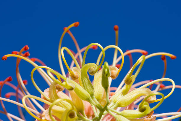 istock Macro Grevillea flower on blue background 579263400