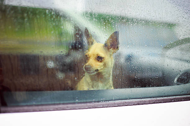istock chihuahua in the car 579263826