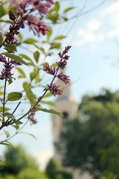 istock Beautiful bunch of lilac closeup. 579265834