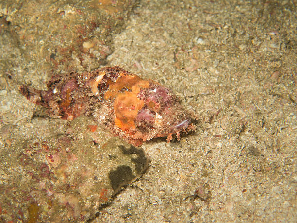istock closed up the deadly stone fish in Myanmar divesite 579400294