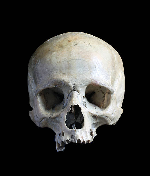 istock Skull of the person. 579401240