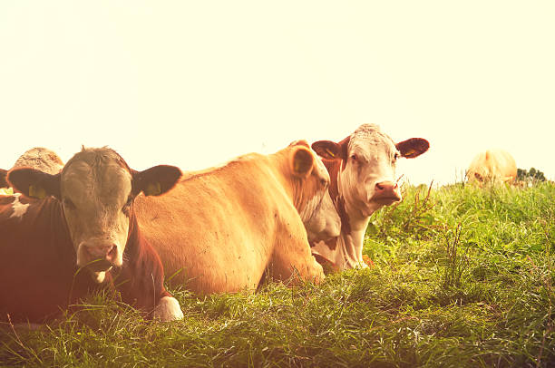 istock Cows grazing on a lovely green pasture 579401422