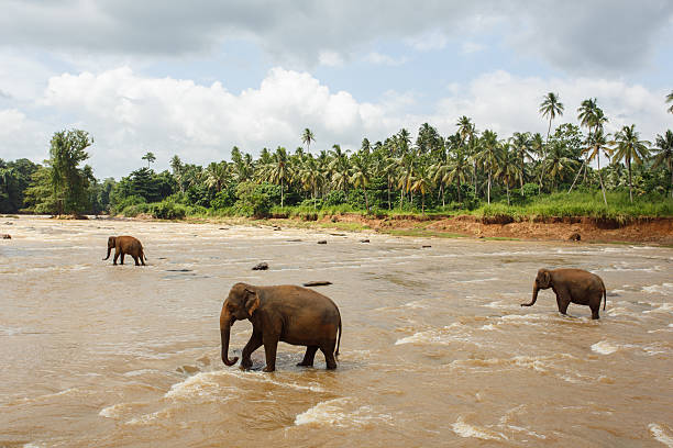 istock Herd of elephants in the river 579401458