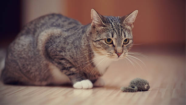 istock Striped cat with white paws plays with a toy mouse. 579401834