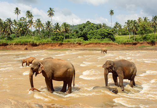 A family group of female and youing Asian (Indian) elephants, Elephas maximus indicus, one heavily pregnant, leaving a river in Kaziranga National Park, Assam, India.
