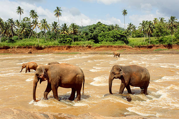 istock Herd of elephants in the river 579402204