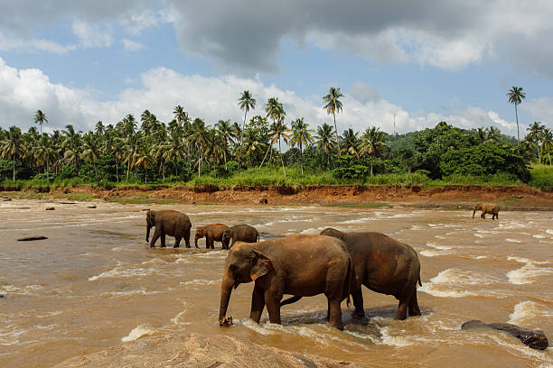 istock Herd of elephants in the river 579402544