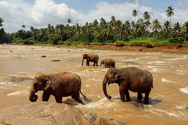 istock Herd of elephants in the river 579402664