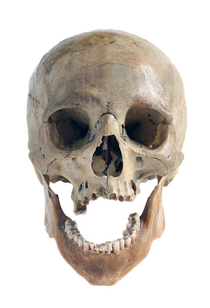 istock Skull of the person. 579402724