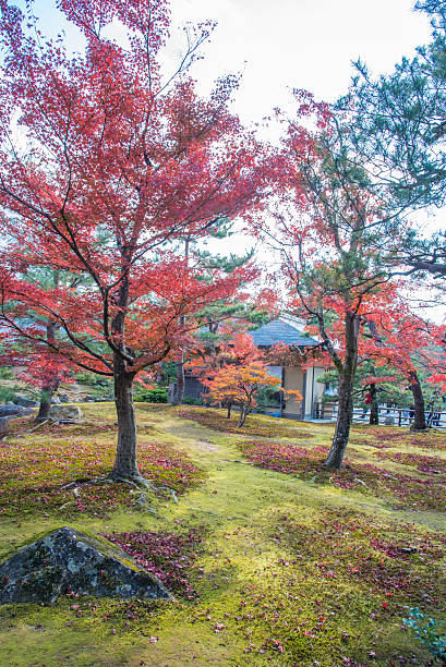istock view of the park with red maples tree in Japan 579403840