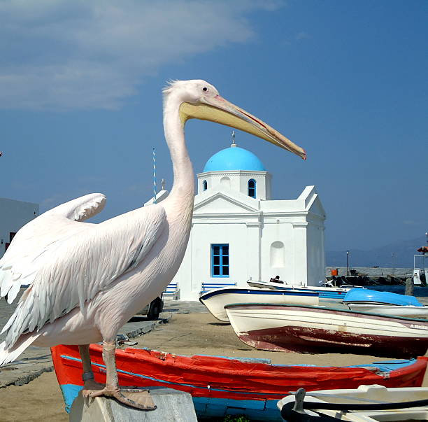 istock Pelican in Mykonos 579404278