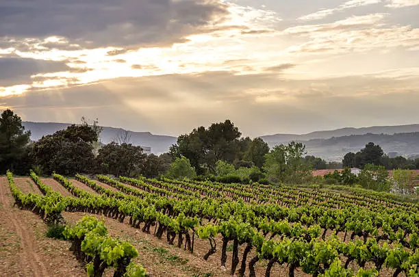 sunset in Penedes vineyards